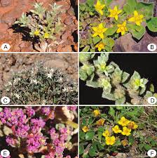 Image result for Aizoon schellenbergii