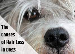 These symptoms can also indicate poor nutrition or dysfunction of internal organs and glands. Why Is My Dog Losing Hair And What Should I Do About It Pethelpful