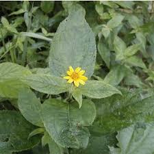 Image result for Aspilia africana