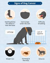 Lumps (which are not always malignant, but should always be examined by a vet) Cancer In Dogs Causes Symptoms Treatments Canna Pet