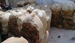 اسعار التبغ الى ارتفاع زيادة 100 عن العام الكتائب