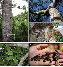 Image result for Hymenaea