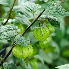 Image result for Physalis peruviana
