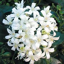 Murraya paniculata, commonly known as orange jasmine, orange jessamine, china box or mock orange, is a species of shrub or small tree in the family rutaceae and is native to south asia, southeast asia and australia. Orange Jasmine Murraya Paniculata