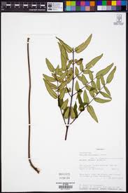 Image result for Pellaea angulosa