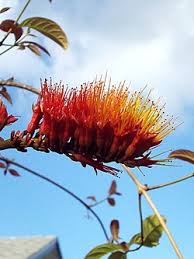 Image result for Combretum xanthothyrsum