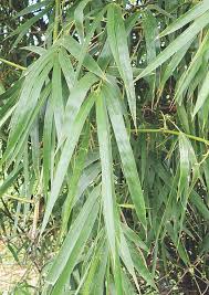 Image result for Bambusa