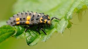 It is a member of the coccinellidae, a large family of small beetles. 7 Spot Ladybird The Wildlife Trusts