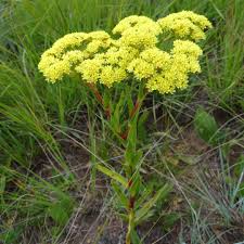 Image result for Crassula vaginata