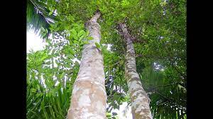 Simple method for artificial agarwood resin inducing in walla patta tree in sri lanka. Malaysia S Liquid Gold Agarwood Trees Are Quickly Disappearing Youtube