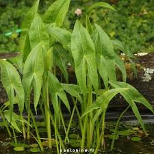 A la fois utile et décoratif, la mare naturelle présente de nombreux avantages. Sagittaria Latifolia Sagittaire Ou Fleche D Eau Aquatique