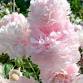 New England Flower Show - Wellesley, MA — Peony's Envy