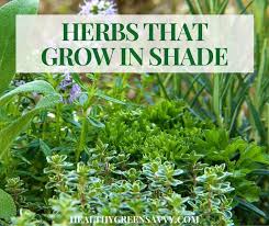 While ornamental gardeners have choices for plants to grow in full shade, that's not the case for vegetable gardeners. Herbs That Grow In Shade 35 Herbs For Shadier Gardens