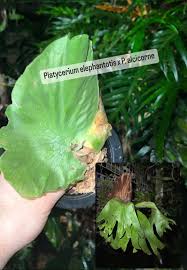 Image result for Platycerium elephantotis
