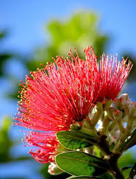 Pohutukawa Beautiful Flowers Flowering Trees Flower Photos