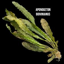 Image result for Aponogeton stuhlmannii