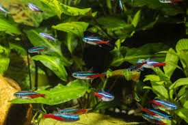 You may find that you need more things than you thought. Top 10 Best Freshwater Fish For Your Aquarium Petland Texas