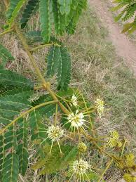 Image result for Albizia adianthifolia