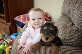 Airedale terrier puppies for sale in ohio select a breed. Annes Airedales Llc Airedale Welsh Lakeland Terrier Puppies Home