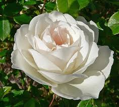 Rose petals or flower buds are sometimes used to flavour ordinary tea, or combined with other herbs to make herbal teas. List Of Rose Breeders Wikiwand