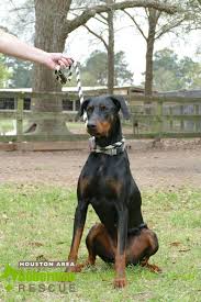 You will find doberman pinscher dogs and puppies for adoption in our texas listings. Pin On Doberman Dog