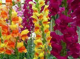 Snapdragon Flower Seeds 25 Fresh Seed Ready To Plant In Your Etsy Snapdragon Flowers Flower Seeds Rare Flowers