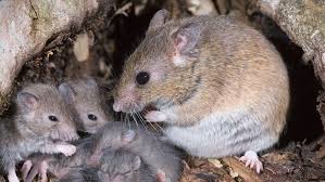Image result for Lassa Fever