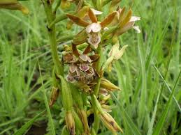 Image result for Eulophia angolensis