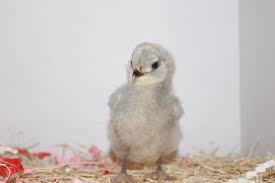 We did not find results for: Ameraucana Lavender Chicken Ridge Farm