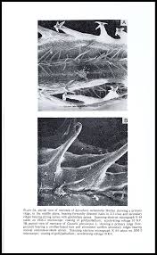 Image result for Agrocharis incognita