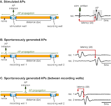 Image result for Nerve Conduction Velocity