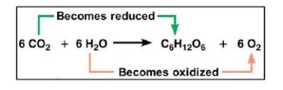 What Is The Source Of Molecular Oxygen Which Is Formed And Released During  The Photosynthesis Process? - Quora