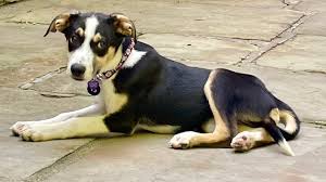Beaski (Beagle and Siberian Husky)