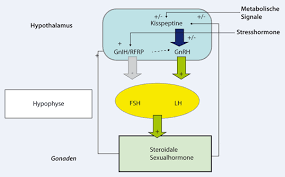 Size of güdel gearbox type nr/hpg: Neue Regulatoren Der Hypothalamus Hypophysen Ovar Achse Springerlink