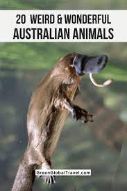 20 Weird Cute Australian Animals Australia Animals Scary Australia Animals Australian Animals