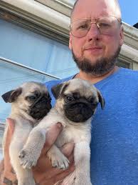 Puglife Pugs of Michigan