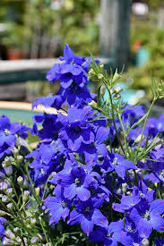 Image result for Delphinium
