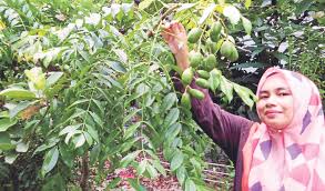 Hari itu anita jadi lebih berani padaku. Kebun Herba