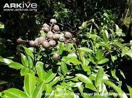 Image result for Dialium holtzii