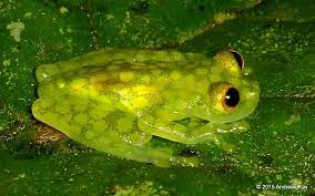 Reticulated Glass Frog Hyalinobatrachium Valerioi Glass Frog Frog Frog And Toad