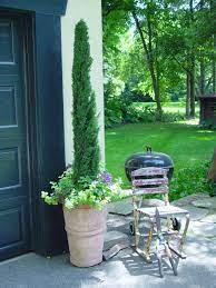 December 14, 2020 at 4:59 am i bought a juniper shrub at walmart in about a gallon container. Pin By Laura Newman On Gardens Inspirations And Remedies Italian Cypress Trees Evergreen Plants Container Plants