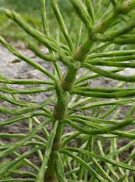 Image result for Blotiella bouxiniana