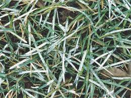 I swapped my mulching hammers with a set of grass blades for the mowing season. Colorado Lawn Fungus And Disease Control By Organo Lawn