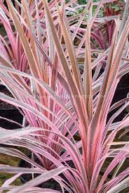 Cordyline Southern Splendor Great Plant For Height In Outdoor Pots Plants Variegated Plants Flower Stock Photography