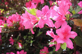 See more cactus flower promo codes below for lowest price when you checkout your shopping cart at cactusflower.com. Nacogdoches Azalea Trail Features 8 Acre Garden 25 Miles Of Azaleas Events News Journal Com