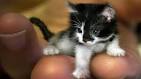 Smallest Cat Breeds: These Little Thieves Will Steal Your ...