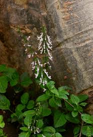 Image result for Orthosiphon thymiflorus