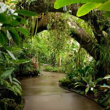 New York Botanical Garden The Conservatory S Lowland Rainforest Exhibit Lowland Rainforest Maka Garden Architecture Tropical Greenhouses Tropical Garden
