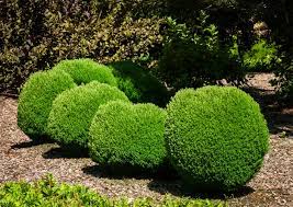 We did not find results for: Teddy Arborvitae Arborvitae Easy Plants To Grow Conifer Garden