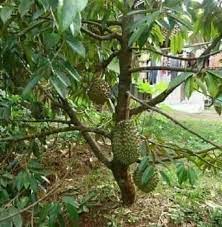 Satu salinan kertas kerja pertanian (projek penanaman pisang seluas 10 ekar dan 1ha) ingin saya kongsikan dengan shbt2. Kertas Kerja Tanaman Durian Musang King Bibit Unggul